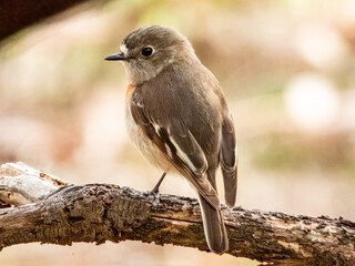 Female Scarlet Robin hunting for grubs