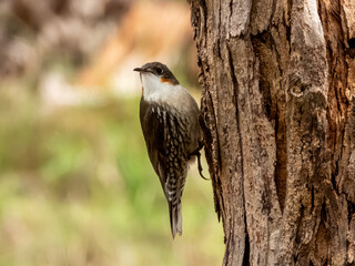 White-throated Treecreeper on a pine tree
