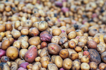 Pile of freshly harvested potatoes with varying sizes and colors.