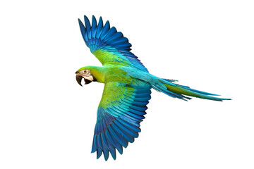 Colorful flying Buff Gold​ Macaw parrot isolated on transparent background png file