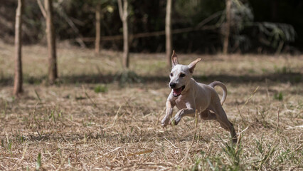Bali Dog Puppy Running