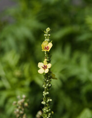 Verbascum nigrum, black mullein