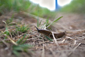 spanish slug arion vulgaris on a path