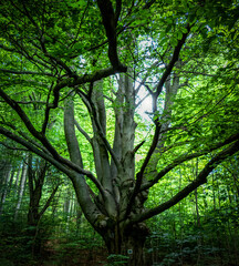 Obraz premium old beech tree in the forest