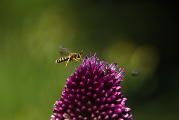 wildbee flying to an allium flower