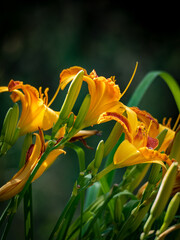 orange lily flower in the garden