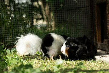 Meerschweinchen tier natur herde