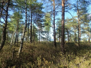 Rekyva forest during sunny summer day. Pine and birch tree woodland. Blueberry bushes are growing in woods. Sunny day with white and gray clouds in sky. Summer season. Nature. Rekyvos miskas.