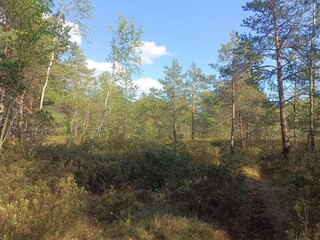 Rekyva forest during sunny summer day. Pine and birch tree woodland. Blueberry bushes are growing in woods. Sunny day with white and gray clouds in sky. Summer season. Nature. Rekyvos miskas.