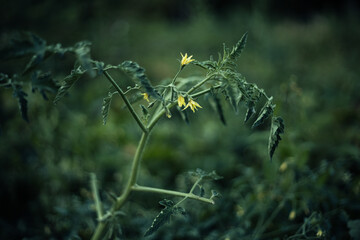 tomato plants in the garden