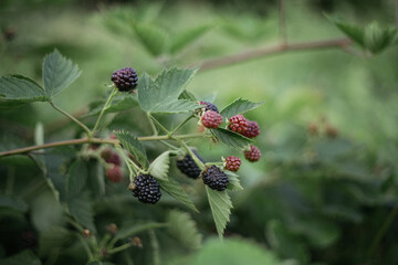 blackberry bush with berries