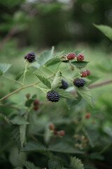 blackberry bush in the forest