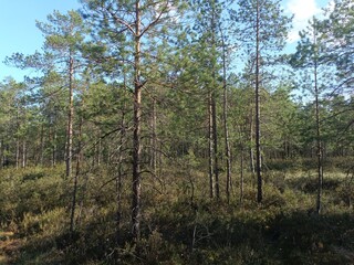 Rekyva forest during sunny summer day. Pine and birch tree woodland. Blueberry bushes are growing in woods. Sunny day with white and gray clouds in sky. Summer season. Nature. Rekyvos miskas.