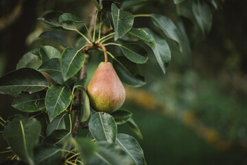 the pear tree is already bearing fruit