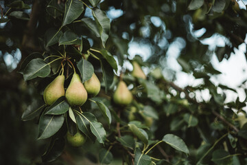 the pear tree is already bearing fruit