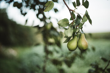 the pear tree is already bearing fruit