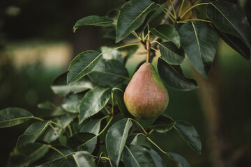 the pear tree is already bearing fruit