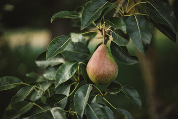 the pear tree is already bearing fruit