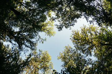 trees and sky