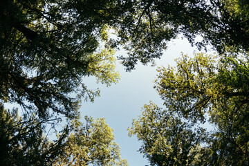 trees in the forest