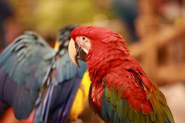 red and green macaw