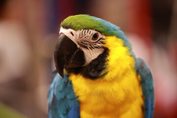 blue and yellow macaw