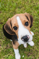 Curious Beagle Puppy