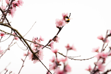 Cherry Blossoms with Bumblebee