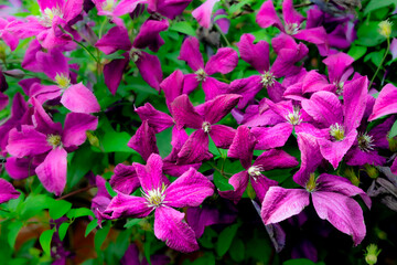 Summer garden clematis dark purple flowers wallpaper or background