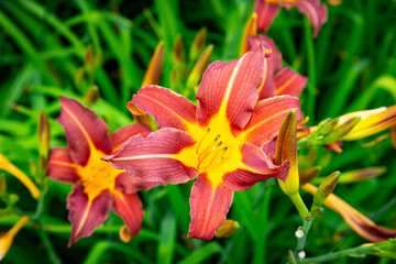 Garden Red Daylily Flowers summer in Poland Europe wallpaper or background