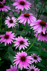 Obraz premium purple coneflower Echinacea purpurea amazing flower in summer garden, Garden-Inspired Wallpaper or Desktop Background