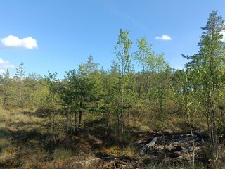 Rekyva forest during sunny summer day. Pine and birch tree woodland. Blueberry bushes are growing in woods. Sunny day with white and gray clouds in sky. Summer season. Nature. Rekyvos miskas.