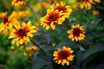 Summer garden flowers wallpaper Heliopsis helianthoides is a species of flowering plant in the family Asteraceae, known by the common names smooth oxeye and false sunflower Inspired Wallpaper