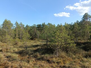 Rekyva forest during sunny summer day. Pine and birch tree woodland. Blueberry bushes are growing in woods. Sunny day with white and gray clouds in sky. Summer season. Nature. Rekyvos miskas.