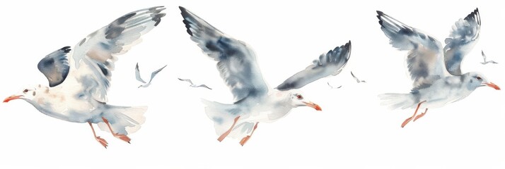 Fototapeta premium Sea Gulls Collection. Hand Drawn Watercolor Illustration of Flying Seagulls in the Sky