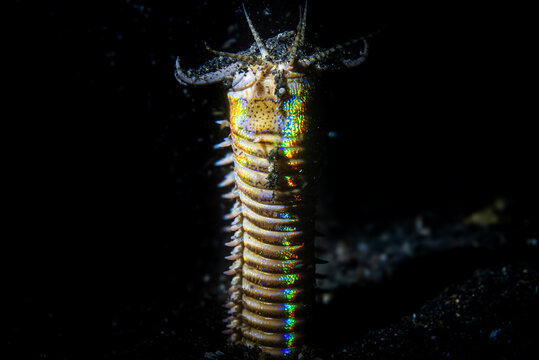 Bobbit worm, underwater alien killer, hiding in the sand waiting for prey, with colorful markings on its body, night diving, Lembeh Strait, Norther Sulawesi, Indonesia
