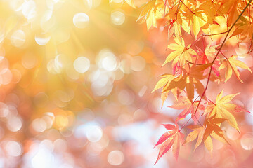 Fototapeta premium autumn leaves background autumn theme, soft focus light, bokeh effect