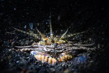 Bobbit worm, underwater alien killer, hiding in the sand waiting for prey, with colorful markings on its body, night diving, Lembeh Strait, Norther Sulawesi, Indonesia