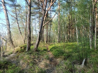 Rekyva forest during sunny summer day. Pine and birch tree woodland. Blueberry bushes are growing in woods. Sunny day with white and gray clouds in sky. Summer season. Nature. Rekyvos miskas.