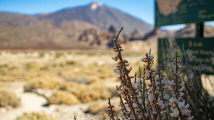 Retama (endemic plant) on the Llano de Ucanca, Teide National Park