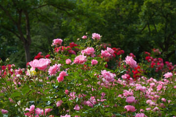 Obraz premium Beautiful roses in the garden.