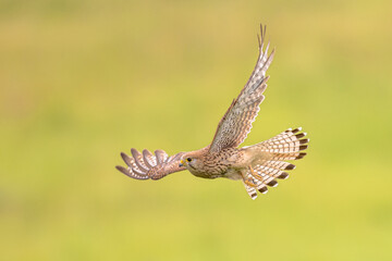 Common Kestrel flying female