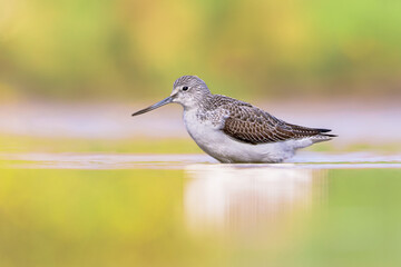 Common greenshank walking in shallow coastal water of Waddensea.