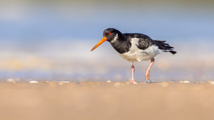 Eurasian Oystercatcher wading in wetland