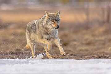 Eurasian Wolf running through snow splash