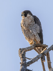 Peregrine falcon waiting for prey in tree