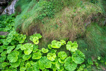 Gras und große Blätter Flora und Fauna an der Küste von Nordirland