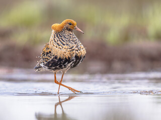 Ruff bird graciously displaying at lek