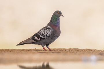 Rock Dove on light background