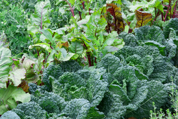 Lettuce, chard and other leafy plants are growing in the garden bed.